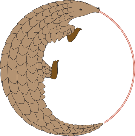 Pangolin illustration