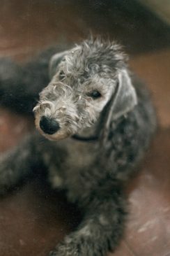 Sophie, studio dog